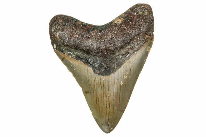 Fossil Megalodon Tooth - North Carolina #340854